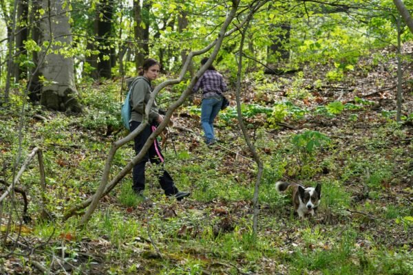 Four -legged researchers sniffed egg -spotted eggs Four -legged researchers sniffed egg -spotted eggs